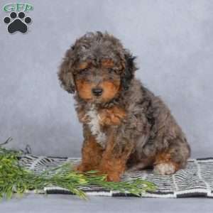 Rocky, Miniature Poodle Puppy